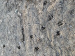 deer tracks