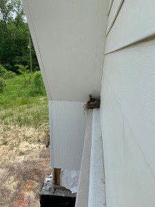 Robins getting closer to fledging